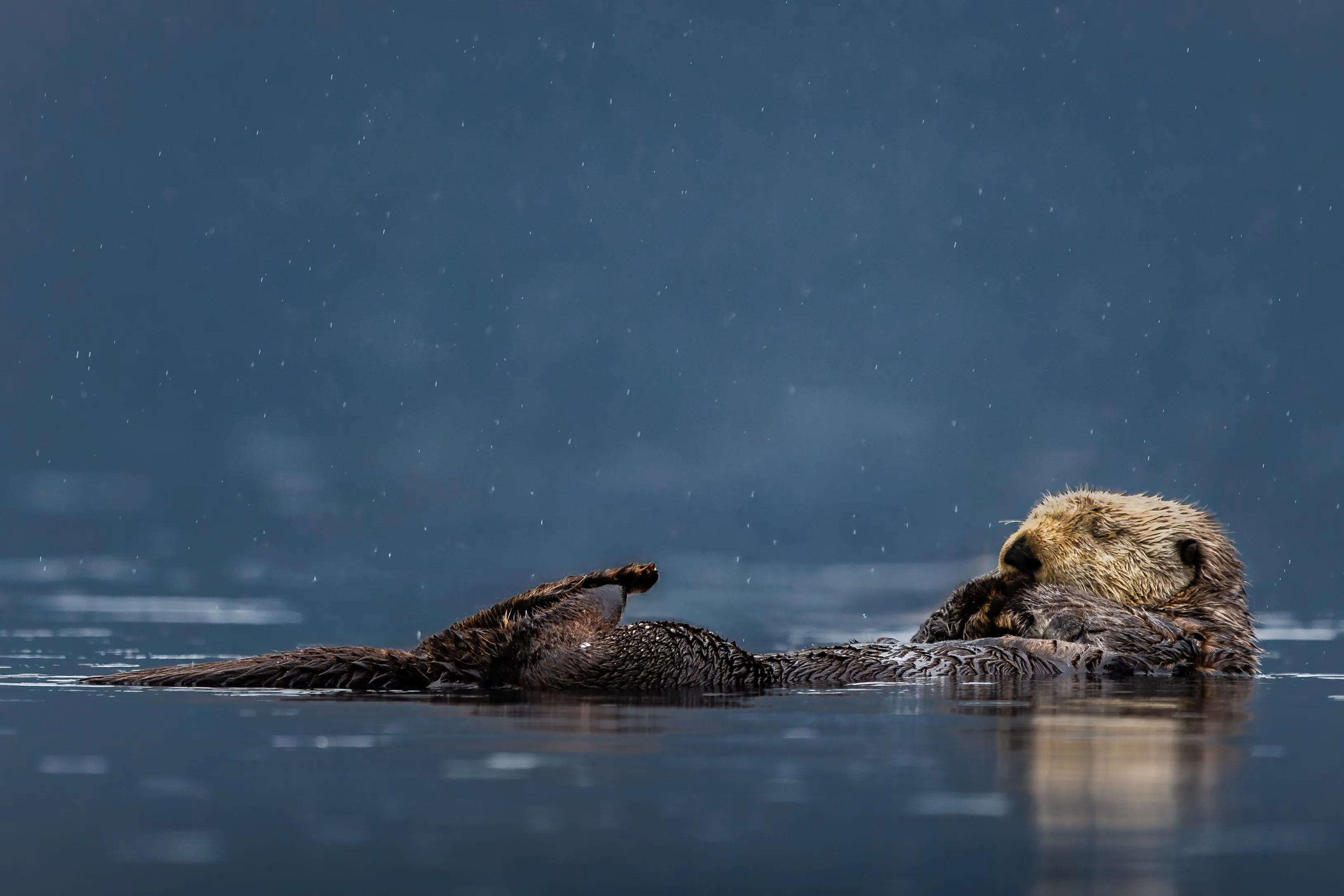 Winter's Bounty — fine art wildlife photography print by Paul Anderson, Lake Clark, Alaska