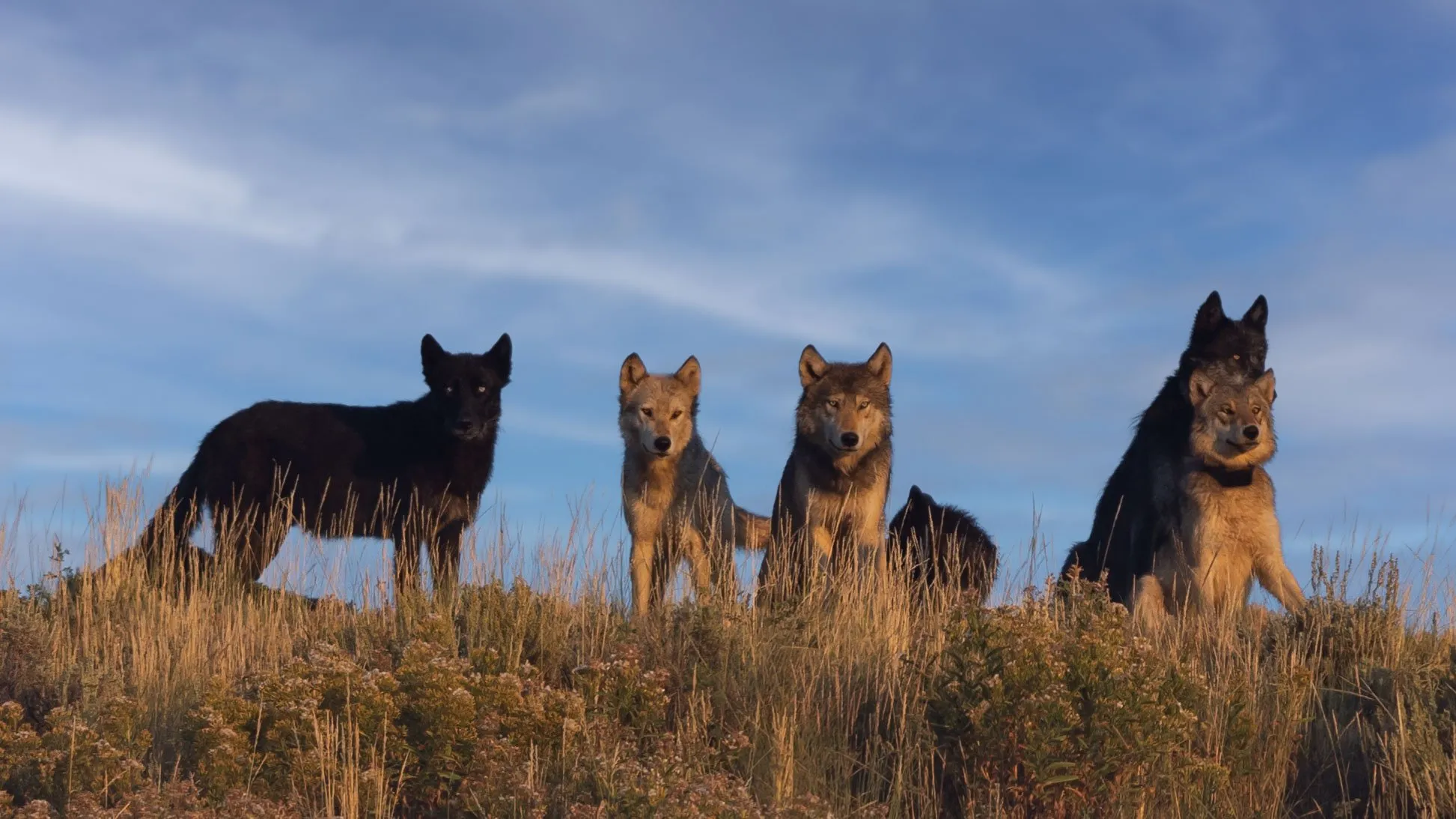 A pack of grey wolves moving across snow in Yellowstone — fine art wildlife print by Paul Anderson
